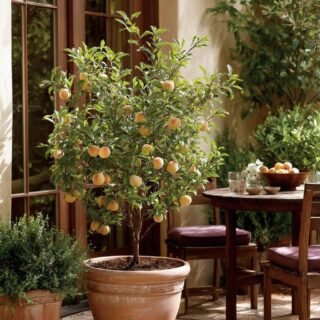 7 Fruit Trees Everyone Should Have in Their Backyard