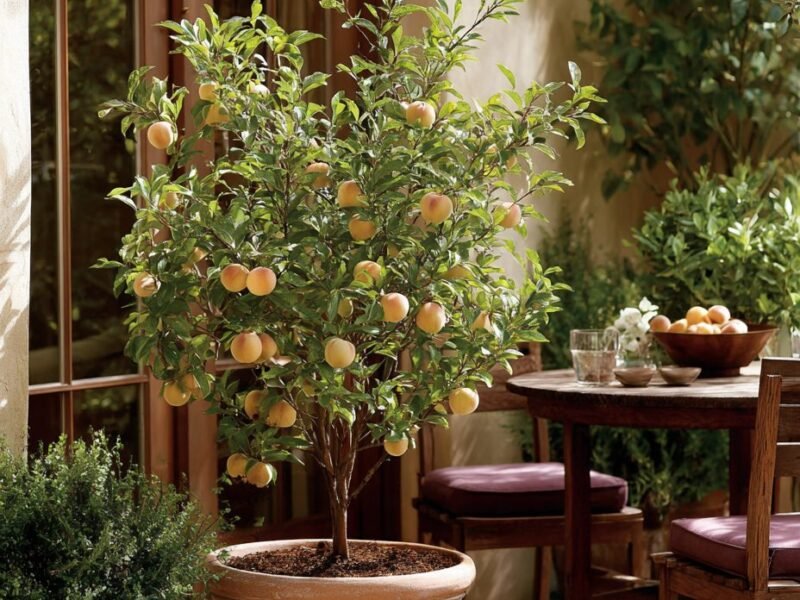 7 Fruit Trees Everyone Should Have in Their Backyard