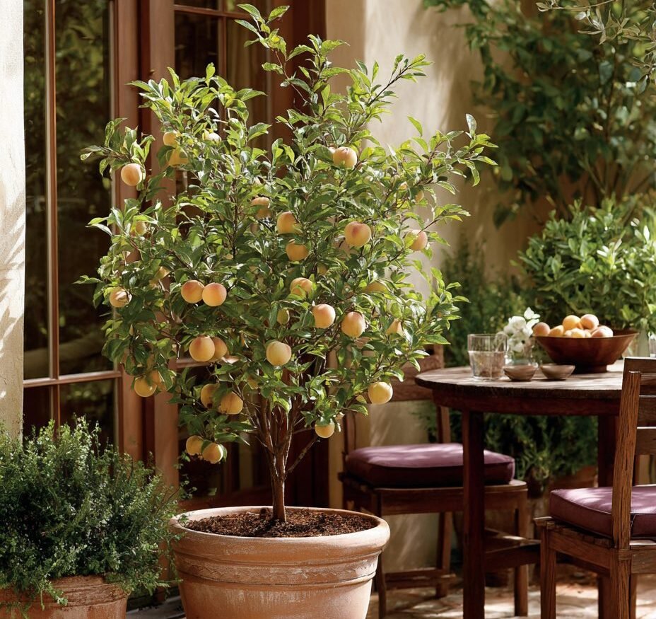 7 Fruit Trees Everyone Should Have in Their Backyard